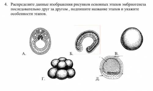 , Распределите данные изображения рисунков основных этапов эмбриогенеза последовательно друг за друг