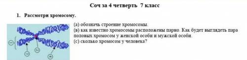 рассмотри хромосому а)обозначь строение хромосомы б)как ищвестно хромосомы расположены парно.как буд