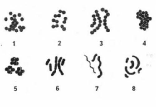  На рисунке изображены различные формы бактерий. Найдите соответствие формам бактерий. А- стафилокок