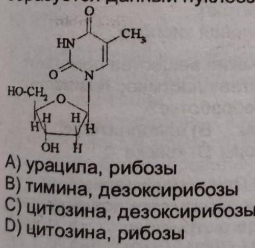 Из каких двух молекул образуется данный нуклеозид ? ​