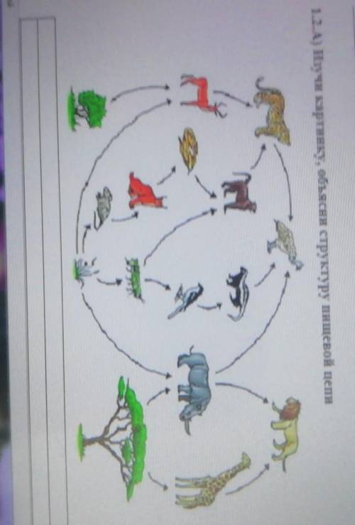 1.2.А) Изучи картинку, объясни структуру пищевой цепис(В русскийУ МЕНЯ СО​
