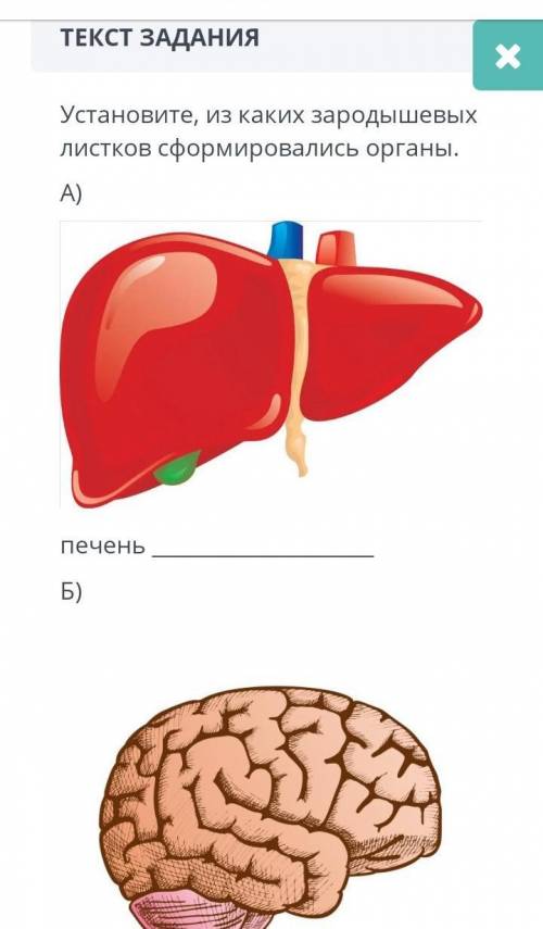 у меня сор по биологии​печеньголовной мозг