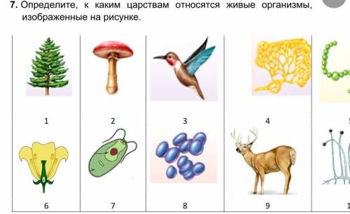    Определите, к каким царствам относятся живые организмы, изображенные на рисунке.      ￼ ​