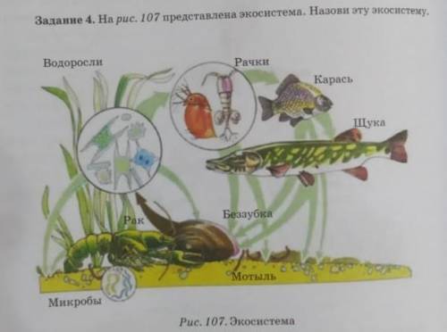 Задание 4. На рис. 107 представлена экосистема. Назови эту экосистему. Водоросли Рачки Kapacb Щука Р