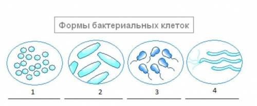 На рисунке изображены различные формы бактерий. Определите, под какой цифрой изображены кокки: * А.