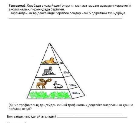 Сызба экожуйедегы энергия мен заттардын ауысуын корсететын экологиялык пирамида берылген Пирамиданын