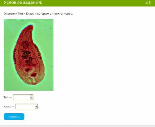 Определи Тип и Класс, к которым относится червь.