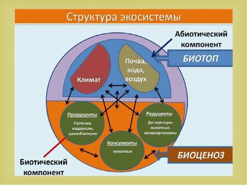 1. Перед вами описание экосистемы. Экосистема хвойного леса формируется в холодных климатических усл