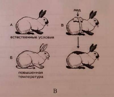 B)дайте информацию о признаках изменчивости Наследственные-- Не наследственные--