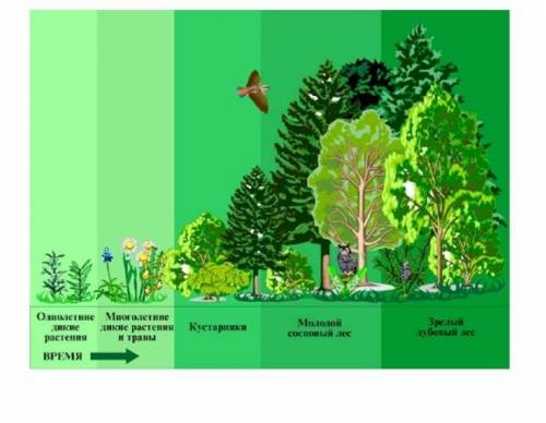 Объясните причины смены экосистемы, изображенной на рисунке. Укажите какие факторы повлияли на смену