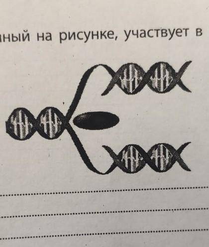 какой процесс изображен на рисунке , участвует в размножении клеток​