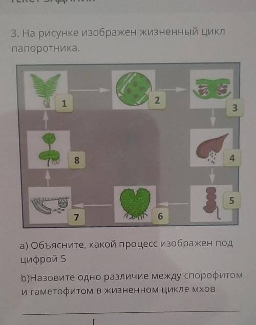 3. На рисунке изображен жизненный цикл папоротника.а) Объясните, какой процесс изображен подцифрой 5