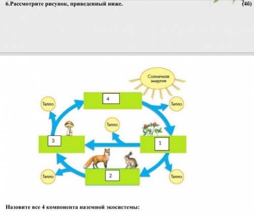 6.Рассмотрите рисунок, приведенный ниже. Назовите все 4 компонента наземной экосистемы: