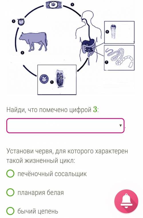 Найди, что помечено цифрой 3: личинказаражение крупного рогатого скотавзрослый червьголовка ленточно