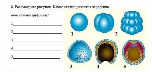 Рассмотрите рисунок. Какие стадии развития зародыша обозначены цифрами? ​