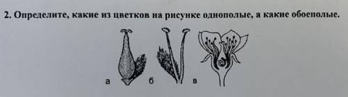 Определите, какие из цветков на рисунке однополые, а какие бесполые