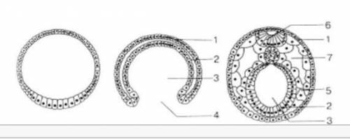 1.     Какие стадии развития зародыша обозначеныбуквами?АВС надо ​
