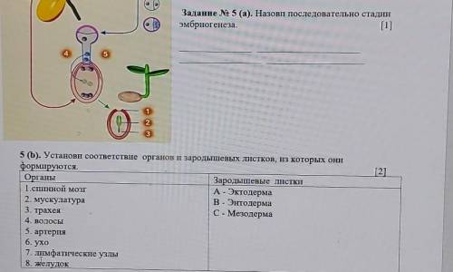 [2] 5 b). Установи соответствие органов и зародышевых листков, из которых ониформируются.ОрганыЗарод