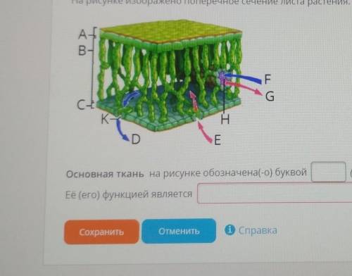 на рисунке изображено поперечное сечение листа. рассмотрите рисунок и дополните текст , очень нужно​