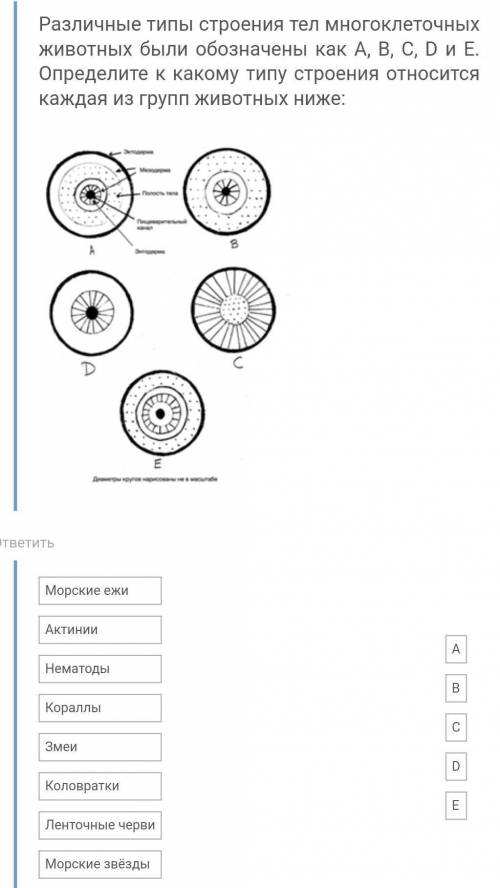 Различные типы строения тел многоклеточных животных были обозначены как A, B, C, D и E. Определите к