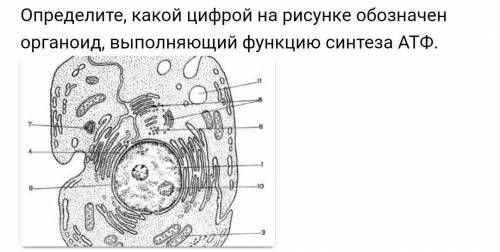 Определите, какой цифрой на рисунке обозначен органоид, выполняющий функцию синтеза АТФ