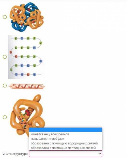 1. Найди рисунок, на котором представлена вторичная структура белка: 2. Эта структура ___