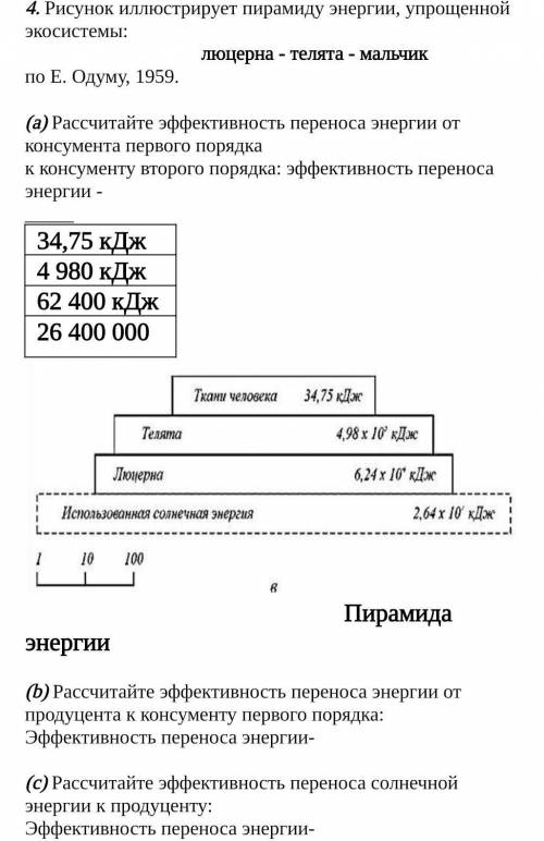 Рисунок иллюстрирует пирамиду энергии, упрощенной экосистемы:         люцерна - телята- мальчик     