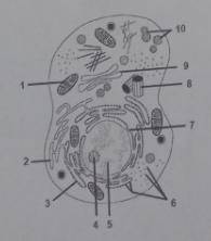 Які структури клітини підписані номерами 1,3