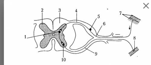 Биология Изучите схему строения рефлекторной дуги. ответьте на вопросы. 1. Какими цифрами на схеме о