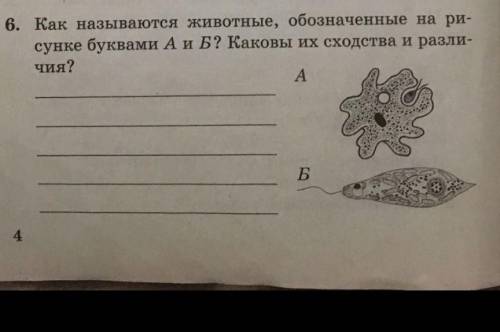 Как называются животные , обозначенные на рисунке буквами А и Б ? Каковы их сходства и различия?