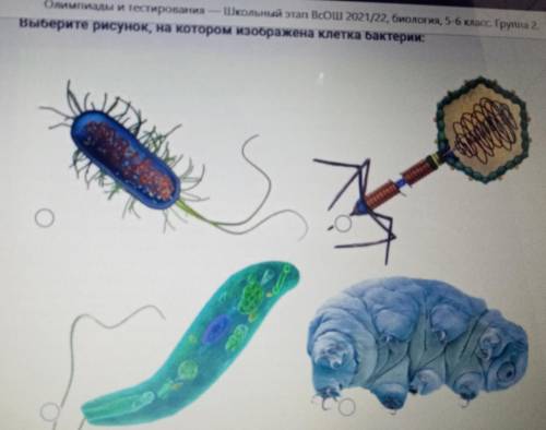 Выберите рисунок, на котором изображена клетка бактерии