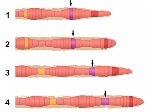 На схеме представлены разные фазы передвижения дождевого червя (рисунки 1 – 4). Обратите внимание на