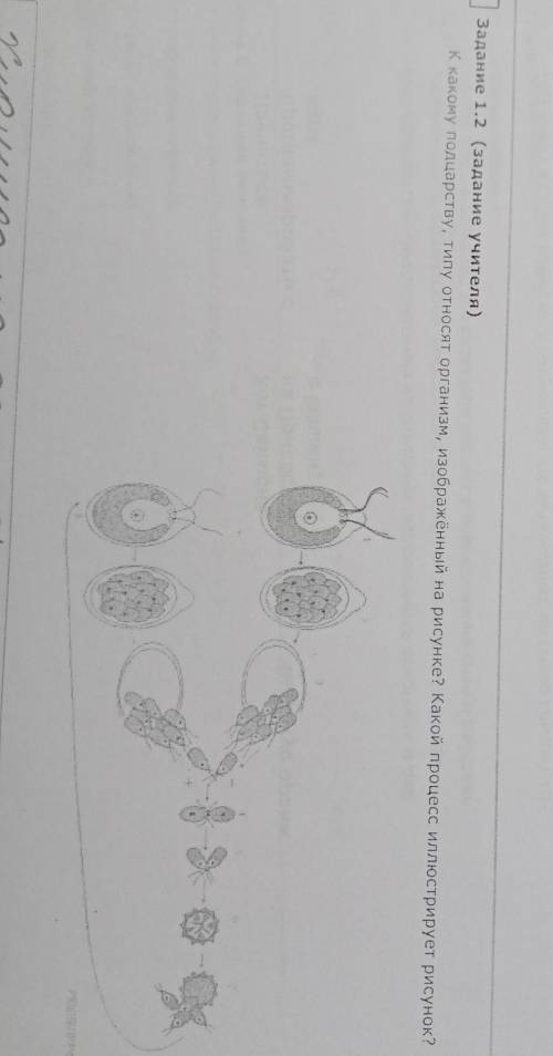 к какому подцарству, типу относят организм, изображенный на рисунке? какой процесс иллюстрирует рису