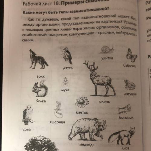 Рабочий лист 18. Примеры симбиоза Какие могут быть типы взаимоотношений? Как ты думаешь, какой тип в