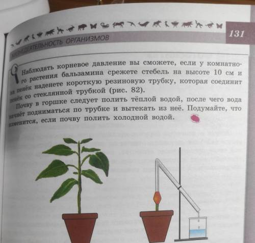 Наблюдать корневое давление вы сможете, если у комнатно- го растения бальзамина срежете стебель на в