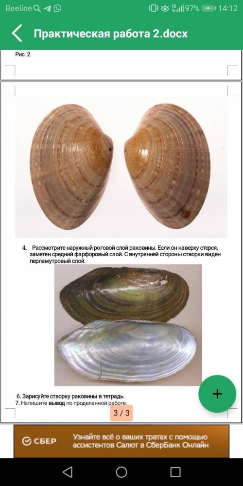 , практическая работа7 класс моллюски