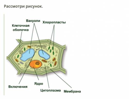 Определи, верны ли приведённые утверждения. СМОТРИТЕ РИСУНОК В ПРИКРЕПЛЕННОЙ ФОТОГРАФИИ А. На рисунк