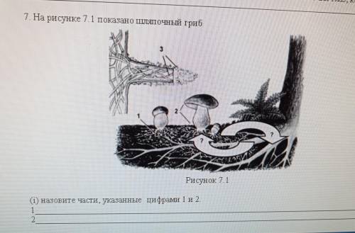 7. На рисунке т. 1 показано шляпочный гриб Рисунок 7.1 (1) назовите части, указанные цифрами 1 и 2