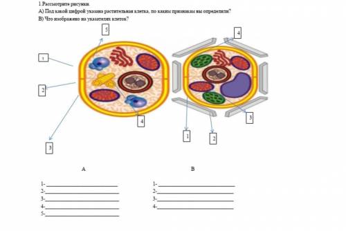 1.Рассмотрите рисунки А) Под какой цифрой указана растительная клетка, по каким признакам вы определ
