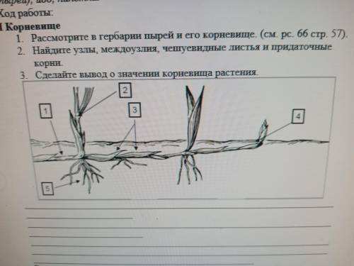 надо вместо цифер вставить что это например 1 это почка и т.д.