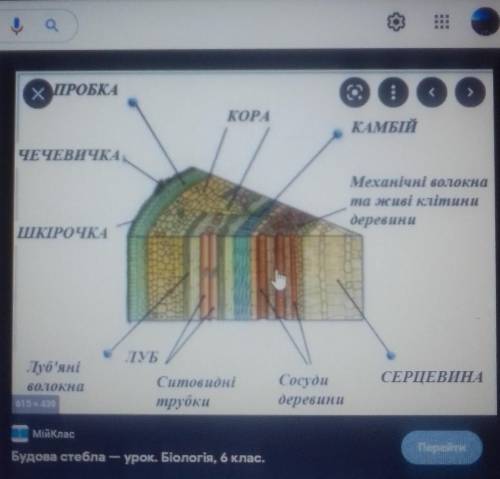 1. Яка роль лicy y життi людини? 2. Якi частини мае поперечний розрiз стовбура дерева? 3. Назвати по