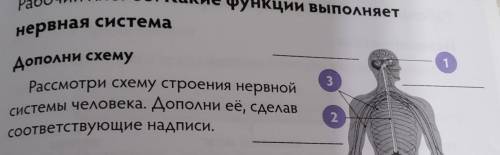 дополни схему Рассмотри схему строения нервной системы человека. Дополни её, сделав соответствующие