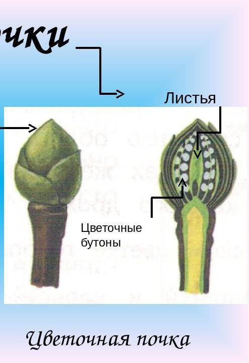 Как устроина цветовая почка?