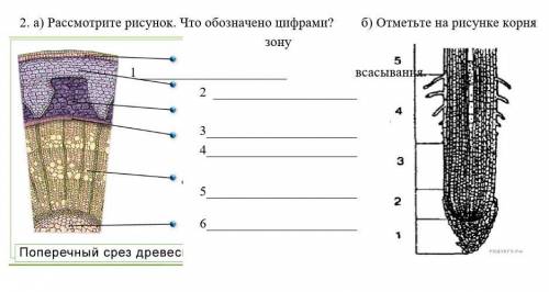 Рассмотрите рисунок. Что обозначено цифрами? б) Отметьте на рисунке корня зону плз