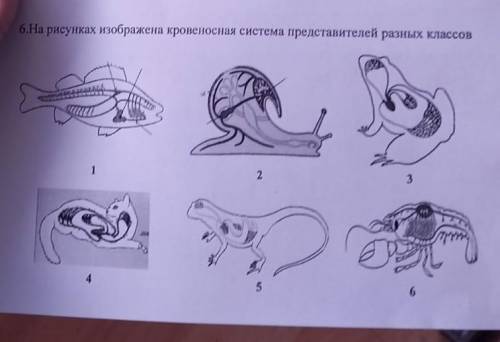 На рисунке изображена кровеносная система представителей разных классов а) Определите животных замкн