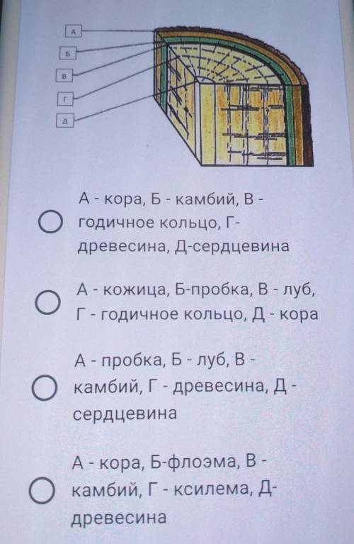 На рисунке изображена внутри строения стебля Определите названия частей обозначенные буквами а б в г