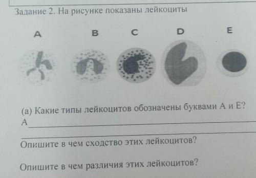 Задание 2. На рисунке показаны лейкоциты В с D E (а) Какие типы лейкоцитов обозначены буквами А и Е?