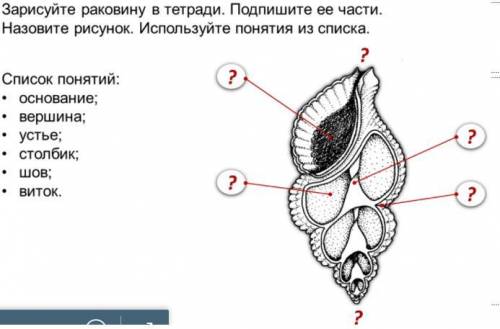 Подпишите где находится какая часть раковины(прикрепите фото) 1.Основание 2.Вершина 3.Устье 4.Столби