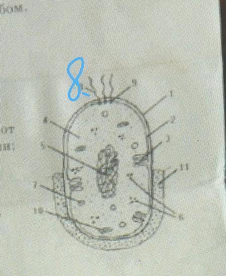 На рисунке цифрой 8 обозначены
