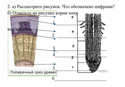 СОР по биологии умоляю